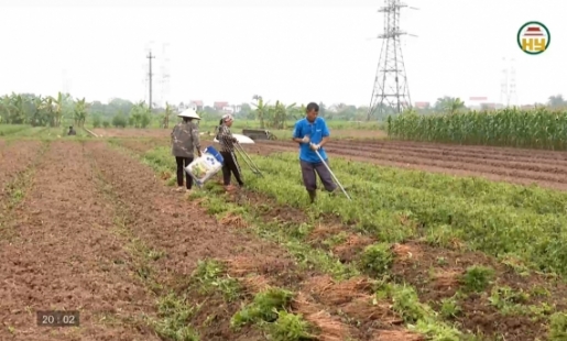 Hiệu quả từ trồng cây dược liệu