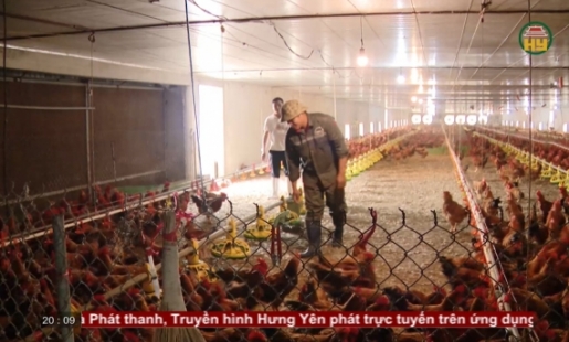 Mô hình chăn nuôi sạch cho hiệu quả kinh tế