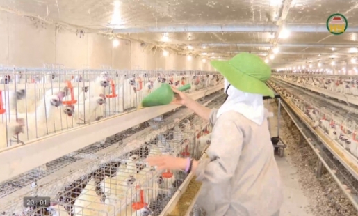 Nuôi gà ác lấy trứng mang lại hiệu quả kinh tế cao