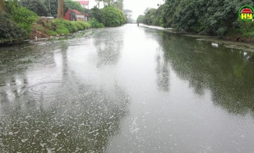 Sông Đoàn Kết bị ô nhiễm do chất thải chăn nuôi