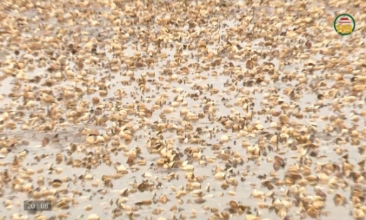 Ngao chết hàng loạt ở xã Nam Cường