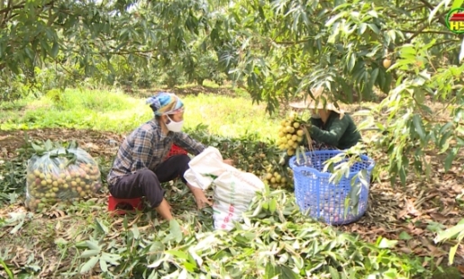 Huyện Phù Cừ ước thu 130 tỷ đồng từ vải lai chín sớm