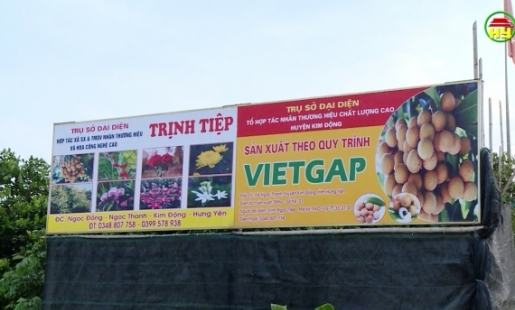 HTX Trịnh Tiệp xuất bán 10 tấn nhãn sớm