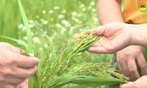 Tập trung chỉ đạo xử lý lúa cỏ hại lúa vụ Xuân 