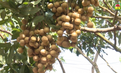 Xã Nguyên Hoà xuất bán 80 tấn nhãn chín sớm