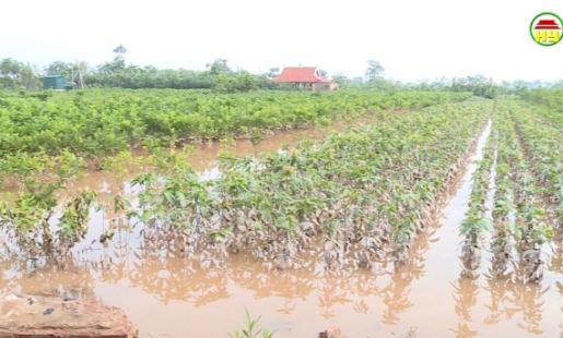 Nhiều diện tích cây giống ở  xã Tân Châu bị ngập úng  