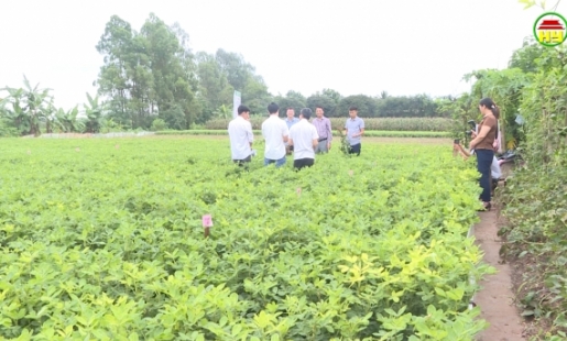 Phát triển giống cây trồng thảo dược theo chuỗi giá trị