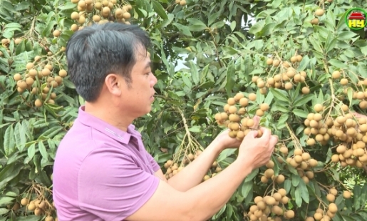 Thành phố Hưng Yên sẵn sàng các điều kiện tiêu thụ nhãn 2022