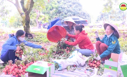 Vào vụ thu hoạch vải trứng Hưng Yên