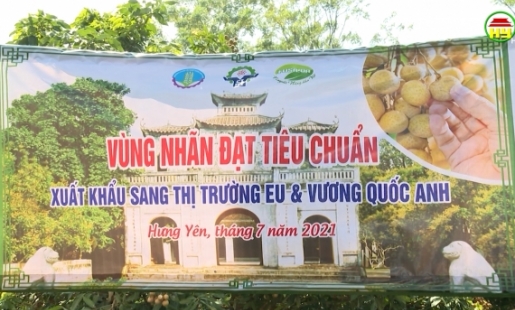 Hưng Yên: 3 tấn nhãn đầu tiên chuẩn bị xuất khẩu sang Châu Âu