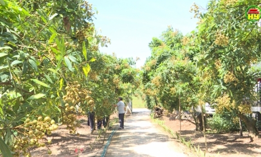 Nhân rộng các giống nhãn đặc sản