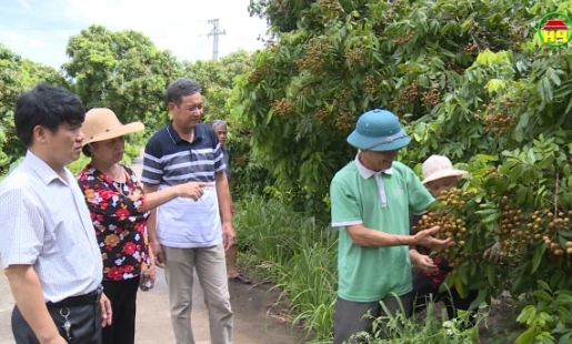 Nhiều giải pháp thúc đẩy tiêu thụ  nhãn ở huyện Khoái Châu