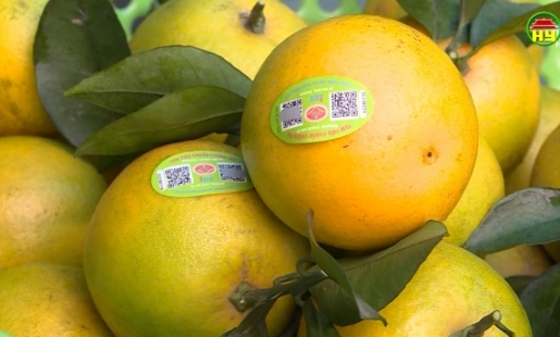 Truy xuất nguồn gốc – Hỗ trợ tiệu thụ nông sản được thuận lợi