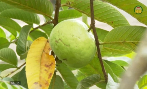 Bảo tồn và phát triển giống ổi Bo