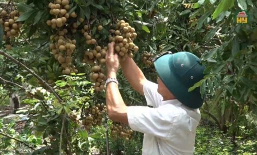 Nhãn lồng Đa Lộc chín sớm, được giá
