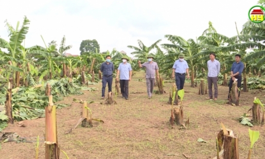 3 xã Đại Tập, Đông Kết và Liên Khê ước tính thiệt hại trên 20 tỷ đồng do lốc xoáy