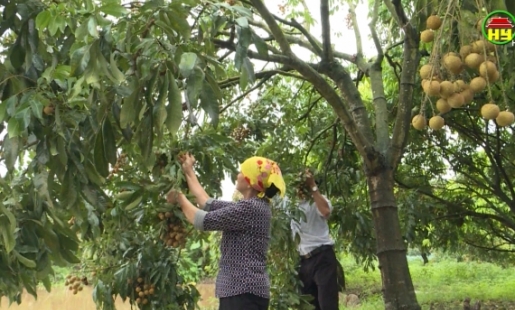 Kéo dài vụ thu hoạch - nâng hiệu quả trồng nhãn 