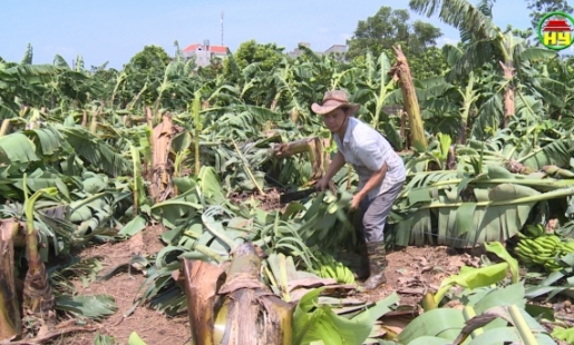 Khoái Châu 136 héc ta thiệt hại nặng do lốc xoáy