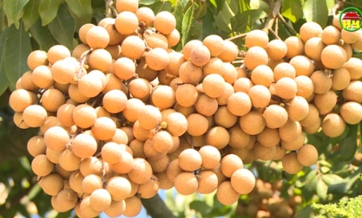 Nhãn lồng Hưng Yên - đặc sản tiến vua 