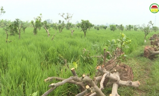 Huyện Phù Cừ: Cần ngăn chặn việc người dân mang cây ra trồng mới trên đất đã có thông báo thu hồi để trục lợi 