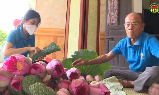 Sản xuất trà sen – Hướng đi mới ở xã Bình Minh