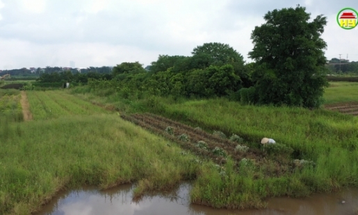 Cưỡng chế thực hiện kiểm đếm bắt buộc cho dự án khu đô thị Đại An