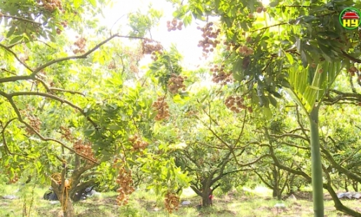 Hiệu quả thâm canh nhãn bằng phương pháp hữu cơ