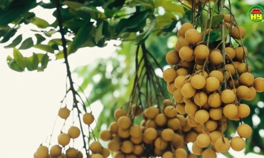 Bảo vệ và nâng cao thương hiệu nhãn lồng Hưng Yên