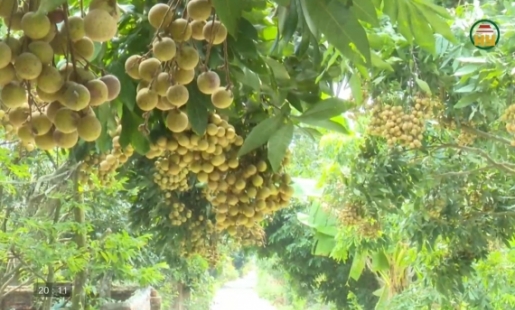 Đổi mới để nâng giá trị nhãn ở Hồng Quang