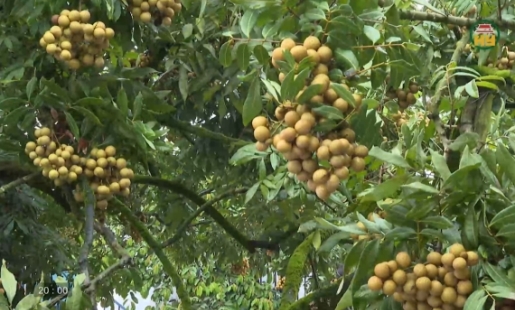 Hành trình quảng bá, lan tỏa thương hiệu nhãn