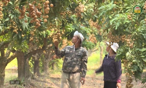 Tôn vinh tri thức trồng và chế biến nhãn lồng Hưng Yên