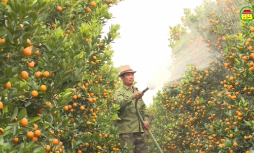 Hưng Yên: Đột phá trong chuyển đổi cây trồng