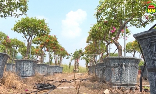 Những vườn hoa giấy ngũ sắc ở Văn Giang cho hiệu quả kinh tế cao