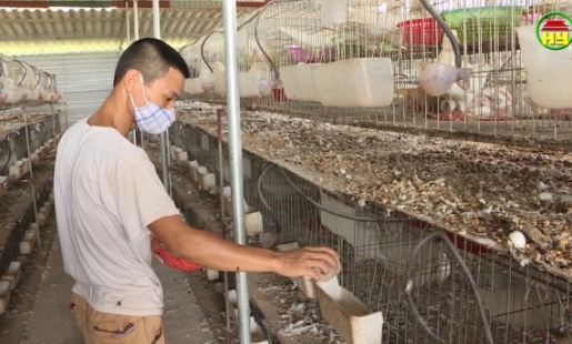 Văn Giang: Nhiều hộ chuyển đổi nuôi chim bồ câu cho hiệu quả kinh tế cao