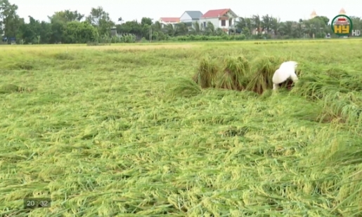 Khắc phục ảnh hưởng của mưa giông đối với lúa mùa