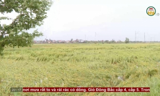 Khắc phục các diện tích lúa đổ