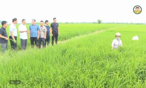 Phòng trừ sâu bệnh, bảo vệ lúa mùa