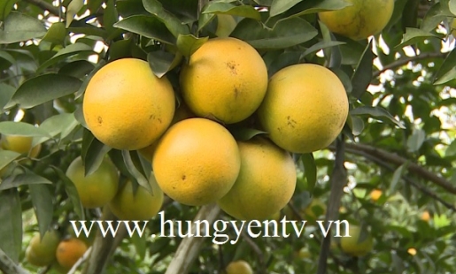 Huyện Phù Cừ ước thu trên 3.000 tấn cam