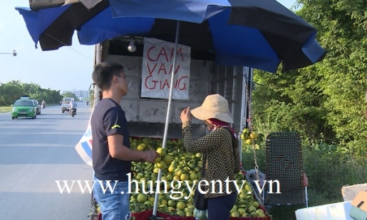 Chưa vào vụ thu hoạch, 