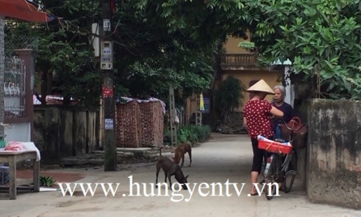 Cần ngăn chặn tình trạng chó thả rông trong các khu dân cư