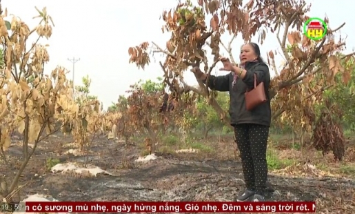 Một số vườn cây ăn quả ở Khoái Châu bị kẻ gian đốt