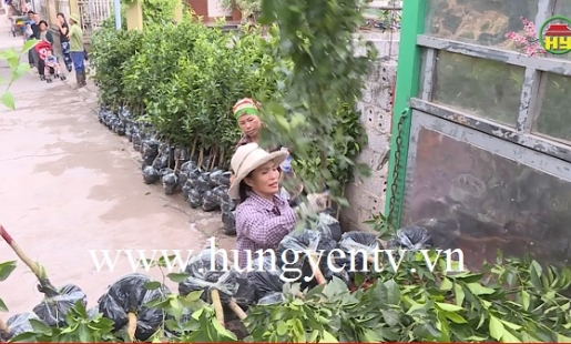 Xuân về với những người làm cây giống ở Khoái Châu