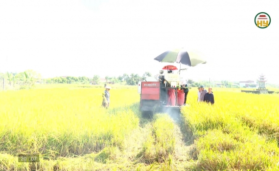  Hưng Y&ecirc;n m&ugrave;a l&uacute;a ch&iacute;n 