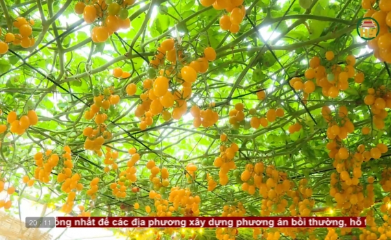 Kh&aacute;m ph&aacute; vườn c&agrave; chua " đẹp như AI"