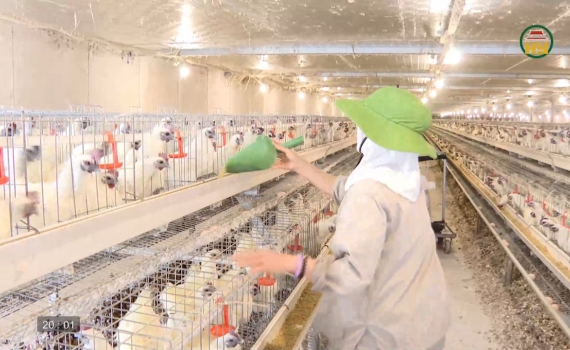 Nu&ocirc;i g&agrave; &aacute;c lấy trứng mang lại hiệu quả kinh tế cao