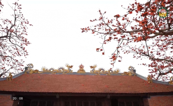 Sắc thắm hoa gạo tại Đ&igrave;nh Ng&aacute;i