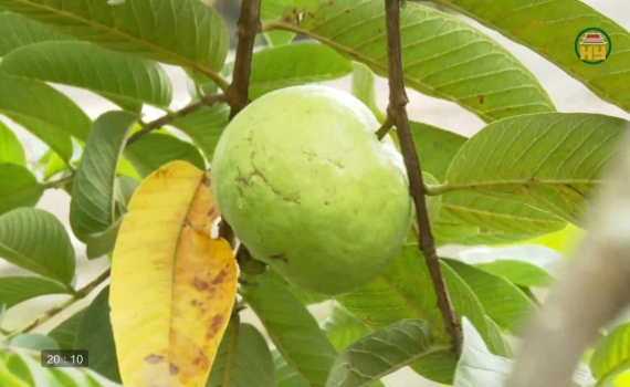 Bảo tồn v&agrave; ph&aacute;t triển giống ổi Bo