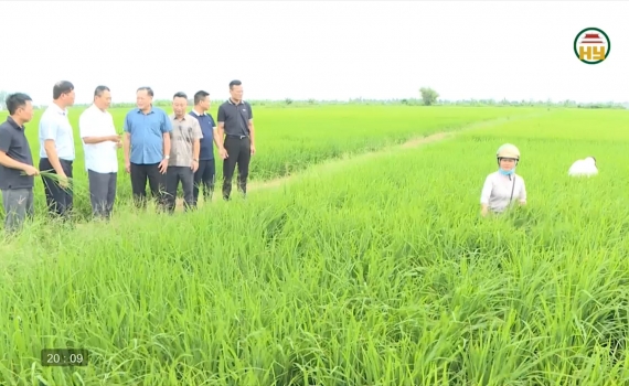 Ph&ograve;ng trừ s&acirc;u bệnh, bảo vệ l&uacute;a m&ugrave;a