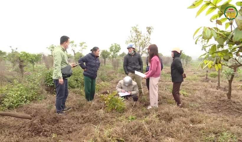 Ngăn chặn trồng cây trục lợi - Chính quyền ở đâu