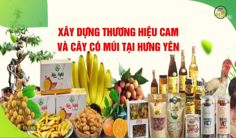 Xây dựng thương hiệu cam và cây có múi tại Hưng Yên